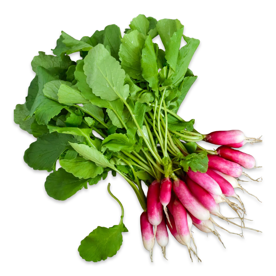 French Breakfast Radishes, 1lb (Topped)