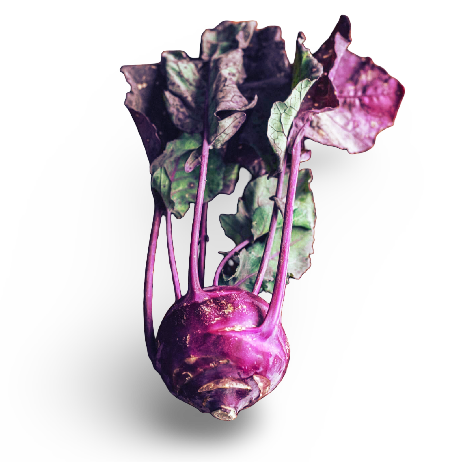 Purple Kohlrabi, ~1lb