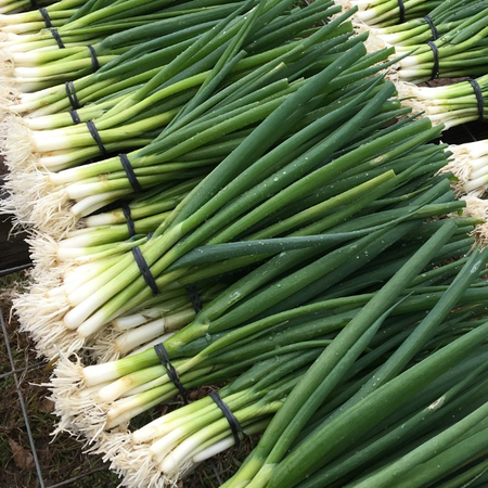 Green Onions, Bunch