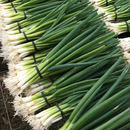 Green Onions, Bunch-2