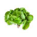 Head Lettuce, Clam - 1