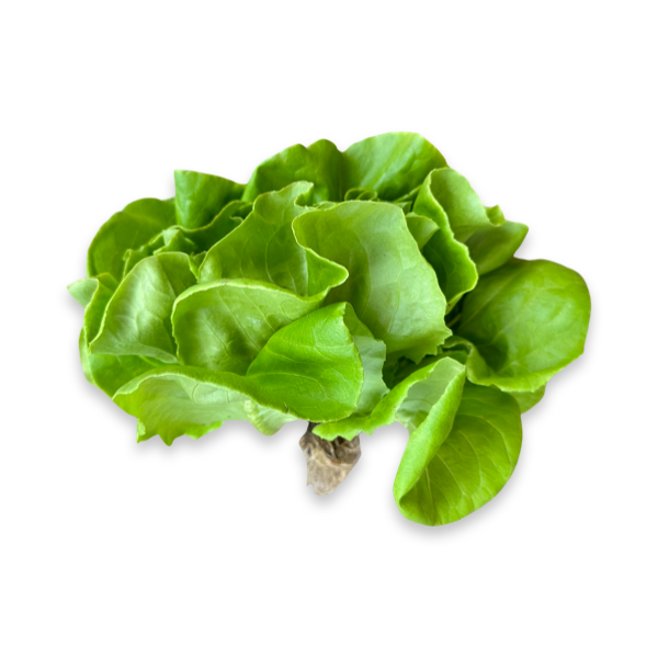 Head Lettuce, Clam - 1