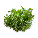 Head Lettuce, Clam - 2