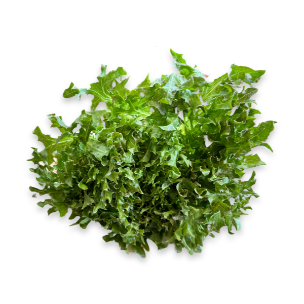 Head Lettuce, Clam - 2
