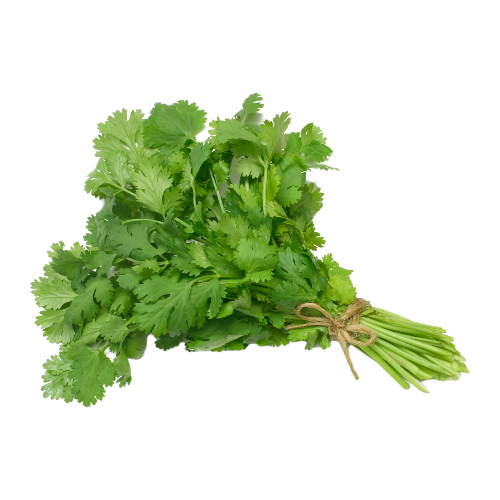Fresh Cilantro, Bunch - 1