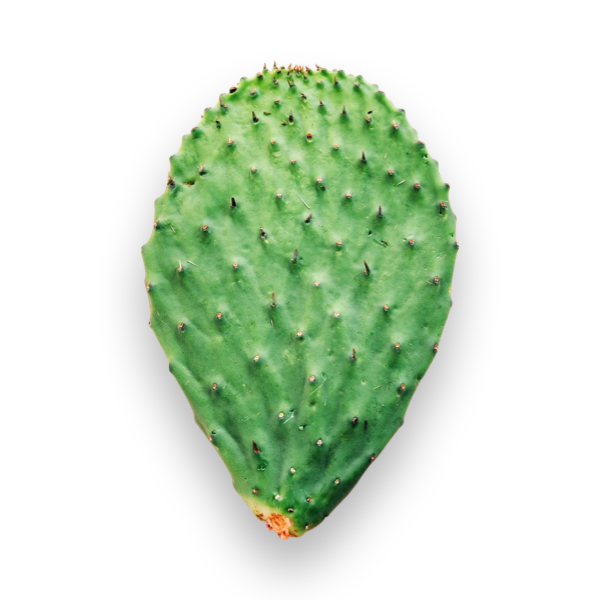 Nopales (Cactus Leaf) - 1