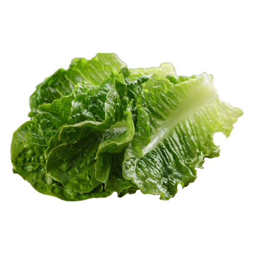 Romaine Head Lettuce, Each