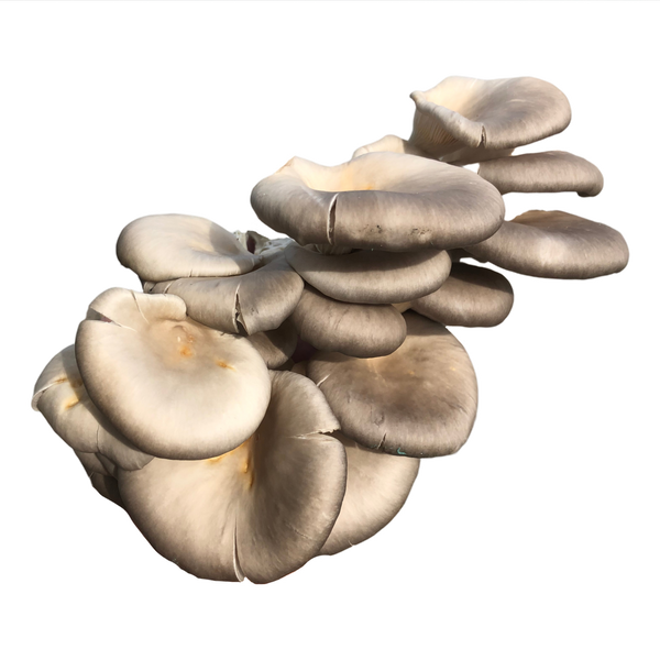 Oyster Mushrooms, 8oz - 1
